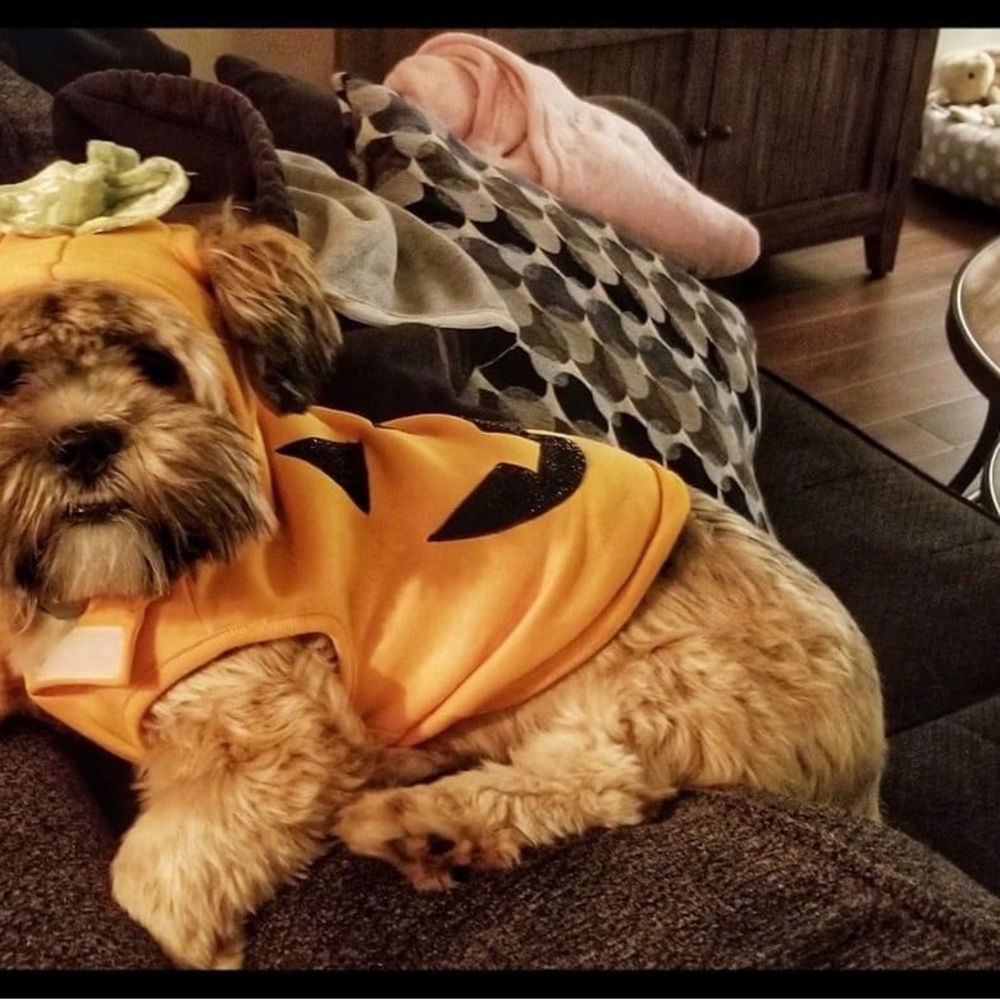 Halloween pumpkin dog sweater size small